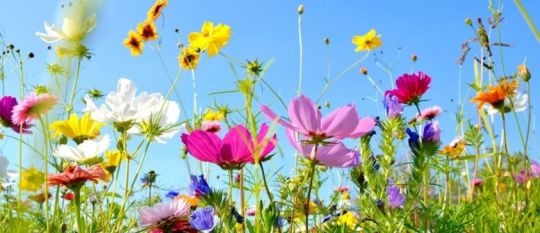 Bild_Frühling.JPG