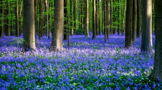 Bild_Frühling_Wald.JPG